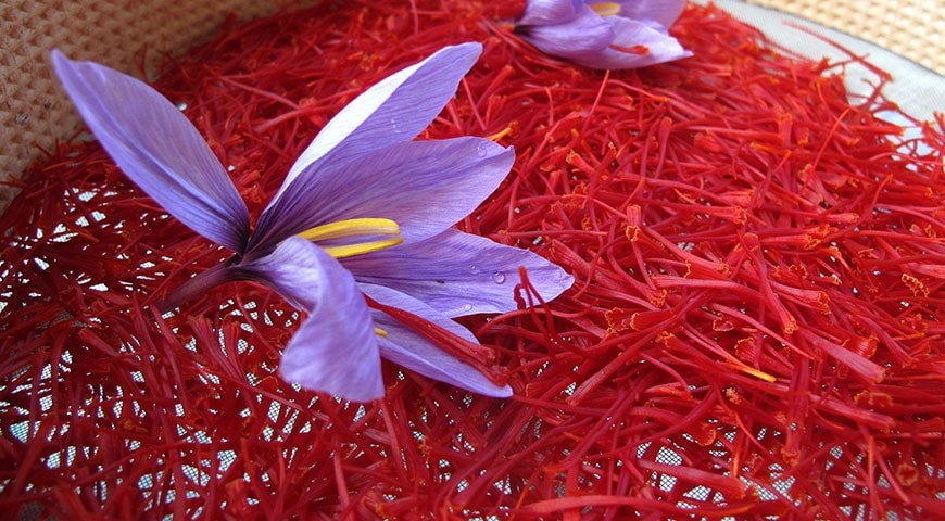 saffron-nhuy-hoa